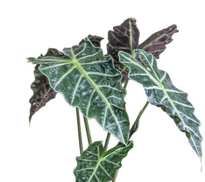 Alocasia
