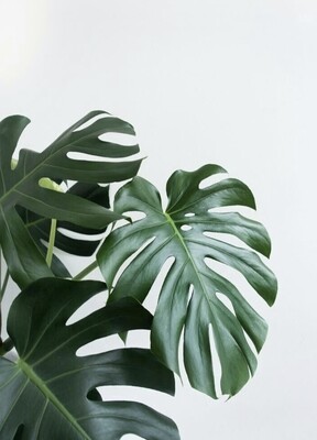 Monstera