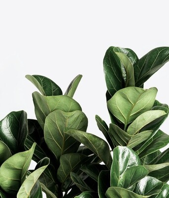 Ficus