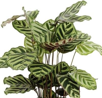 Calathea