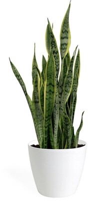 Plantes faciles d’entretiens