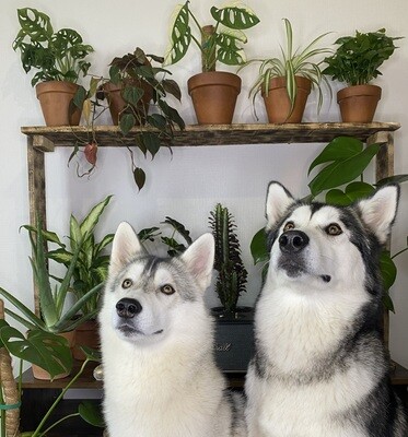 Voir toutes les plantes…