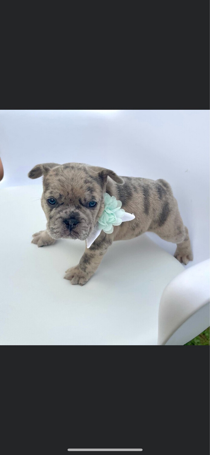 Reserve your puppy now