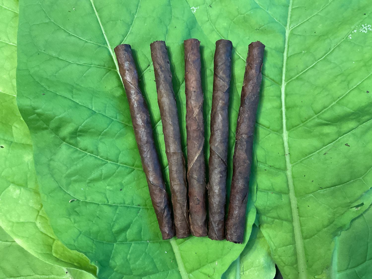 Kentucky Fire-Cured Cheroots