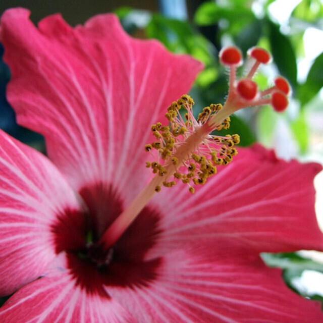Blazin Pink Hibiscus Candle-16oz