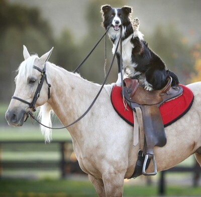 Horse & Dog Care