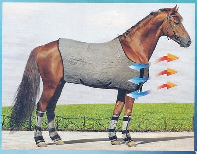 Evaporative Cooling Horses