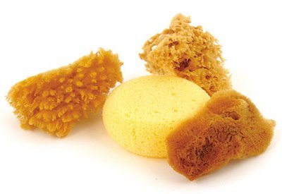 Sponges - Assorted