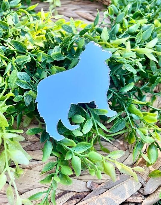 Aussie dog