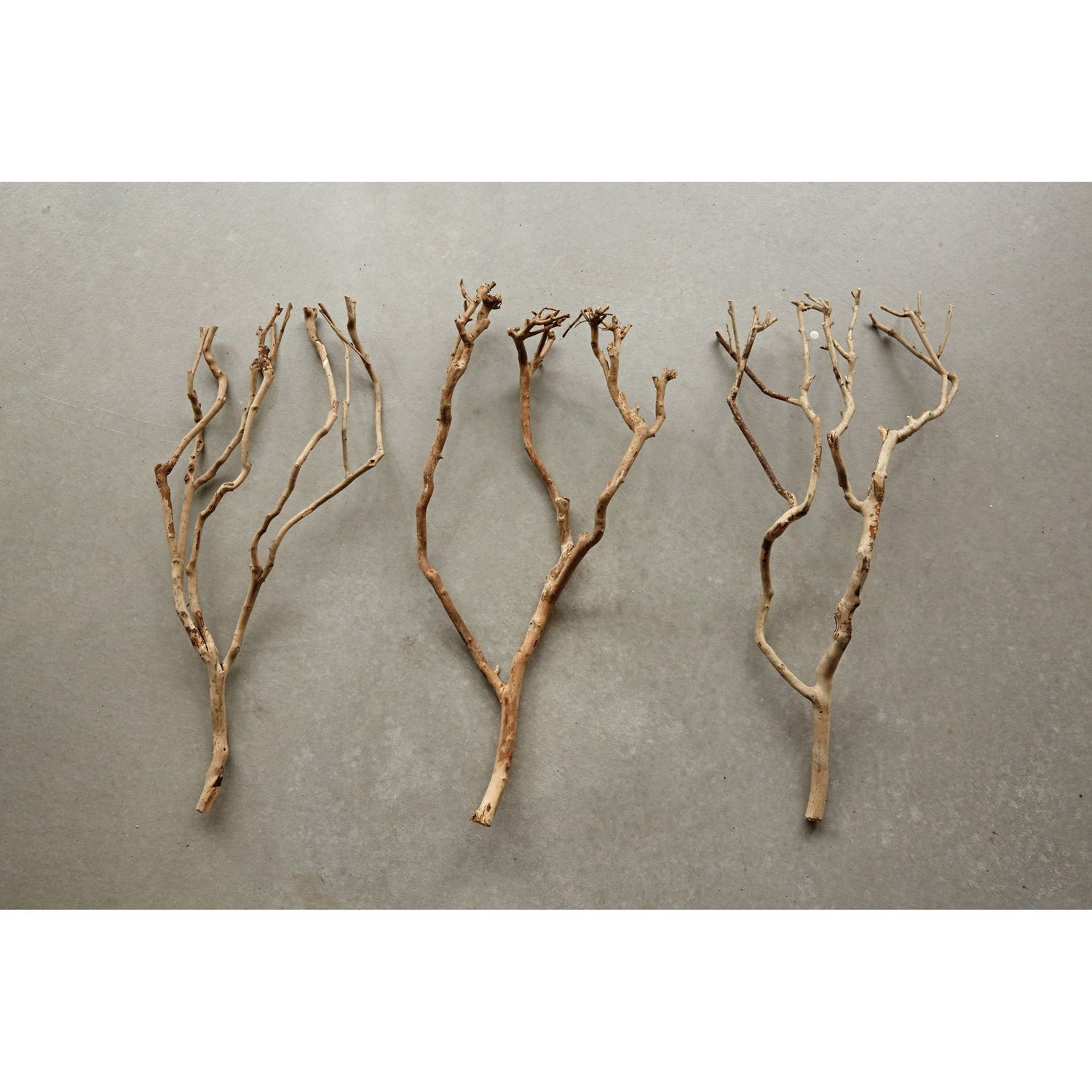 Natural Tea Tree Branches