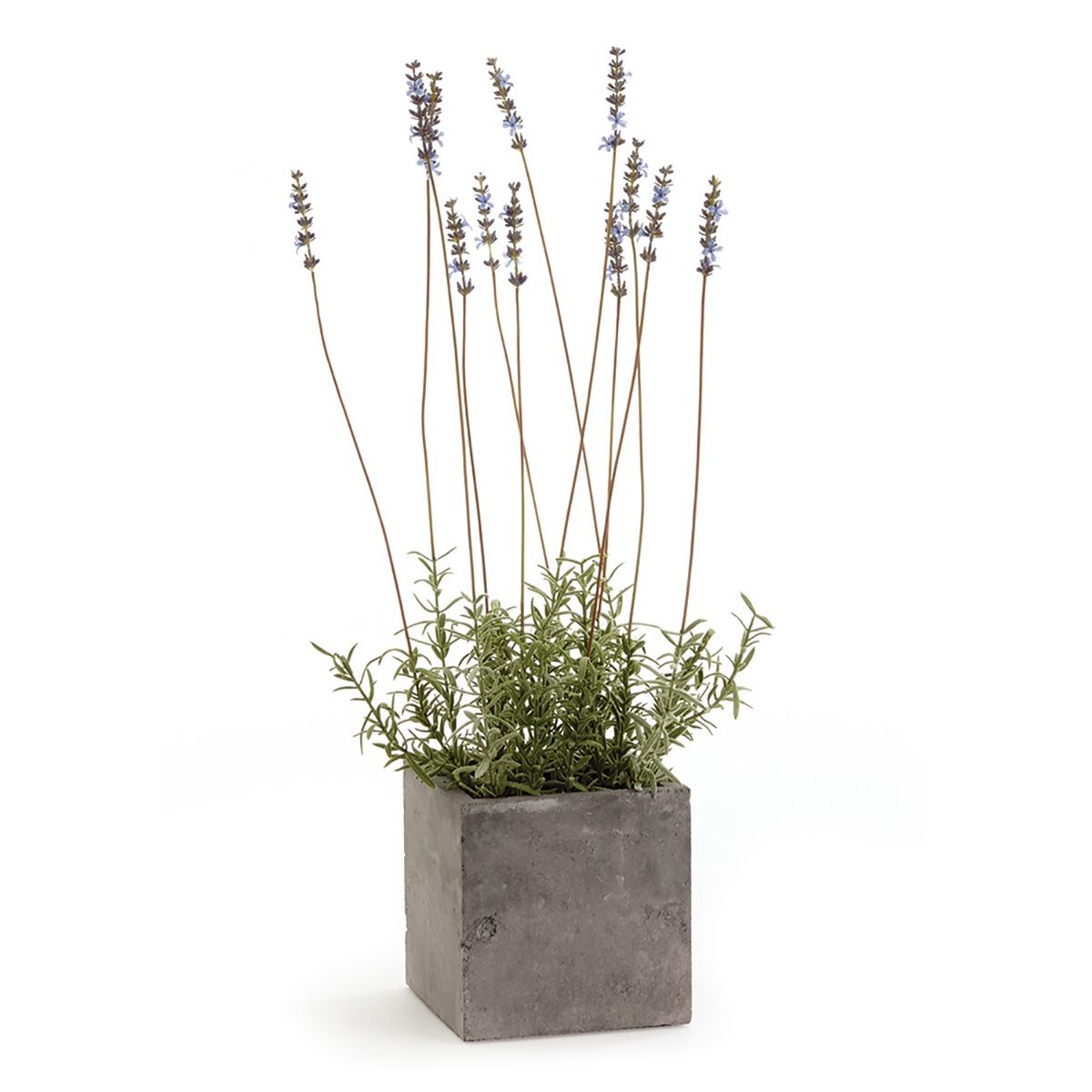 FRENCH LAVENDER IN SQUARE POT 24 FRENCH LAVENDER IN SQUARE POT 24"