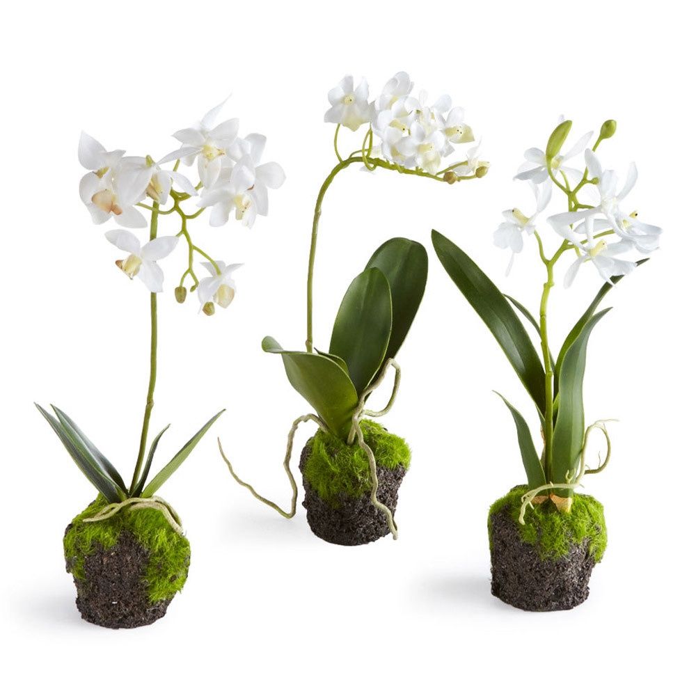 DENDROBIUM ORCHID DROP-INS 12"