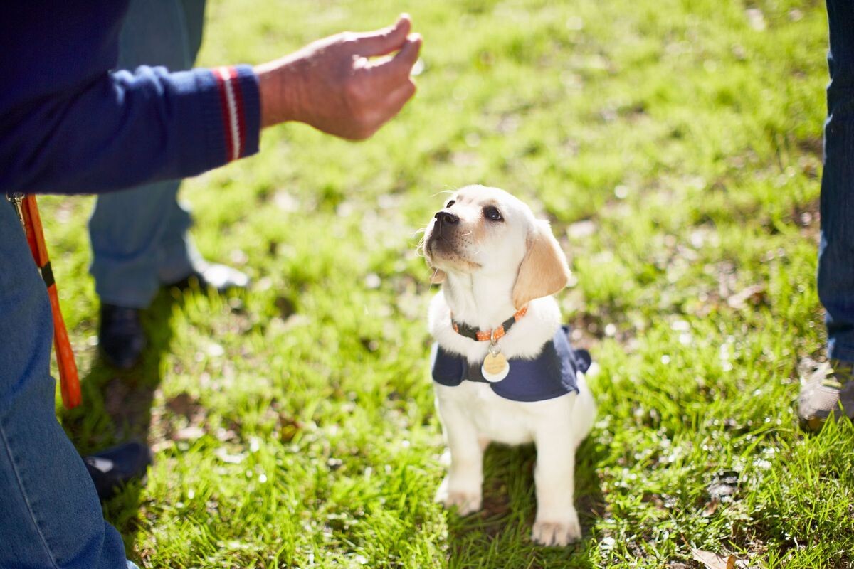 Private Puppy/Basic Training Services