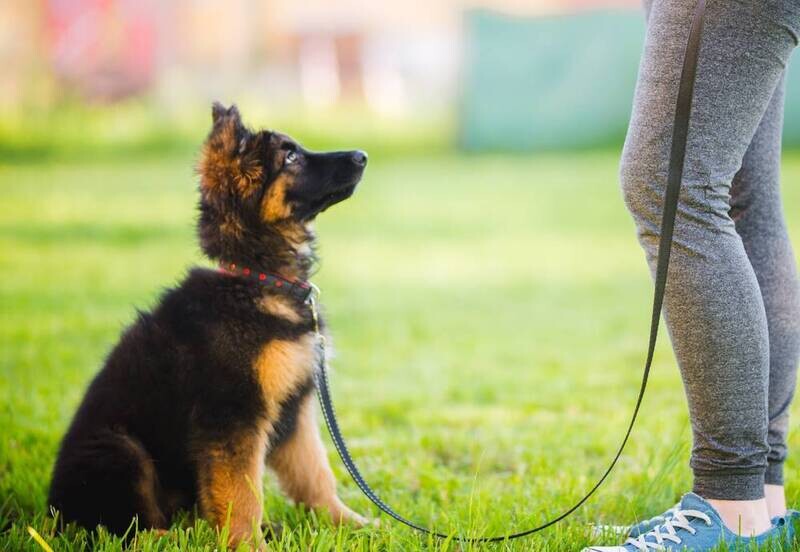 Dog Training Services
