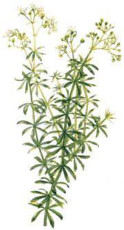 Bedstraw (Galium) 4oz/113g Herbal Tea - Maria Treben&#039;s Authentic™ Featured Herb