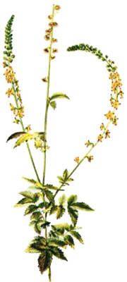 Agrimony (Agrimonia eupatoria) 4oz/113g Herbal Tea - Maria Treben&#039;s Authentic™ Featured Herb