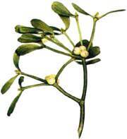 Mistletoe (Viscum album) 2oz/59ml Herbal Extract / Tincture - Maria Treben&#039;s Authentic™ Featured Herb