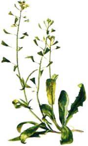 Shepherd&#039;s Purse (Capsella bursa-pastoris) 1lb/454g BULK Herbal Tea - Maria Treben&#039;s Authentic™ Featured Herb