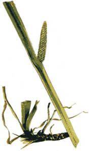 Calamus (Acorus calamus) 4oz/118ml Herbal Extract / Tincture - Maria Treben's Authentic™ Featured Herb