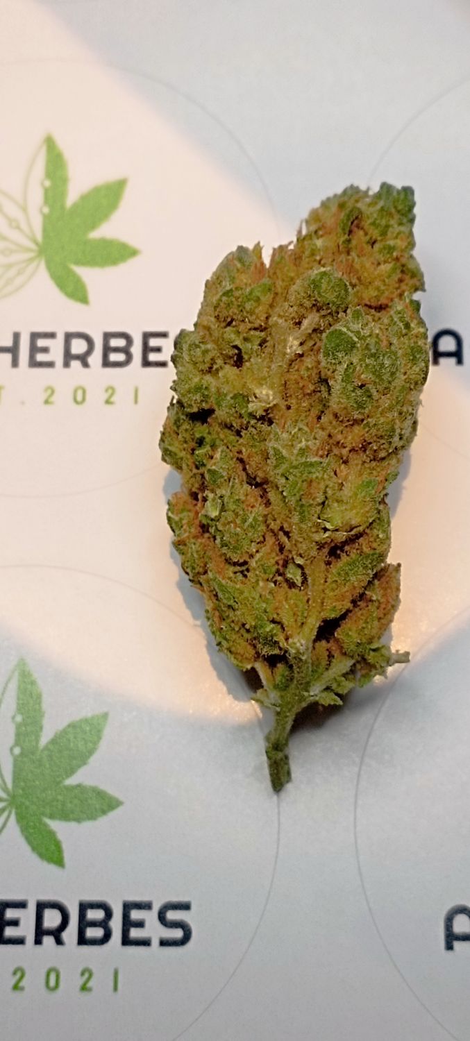 ☢️skunk🇨🇭
