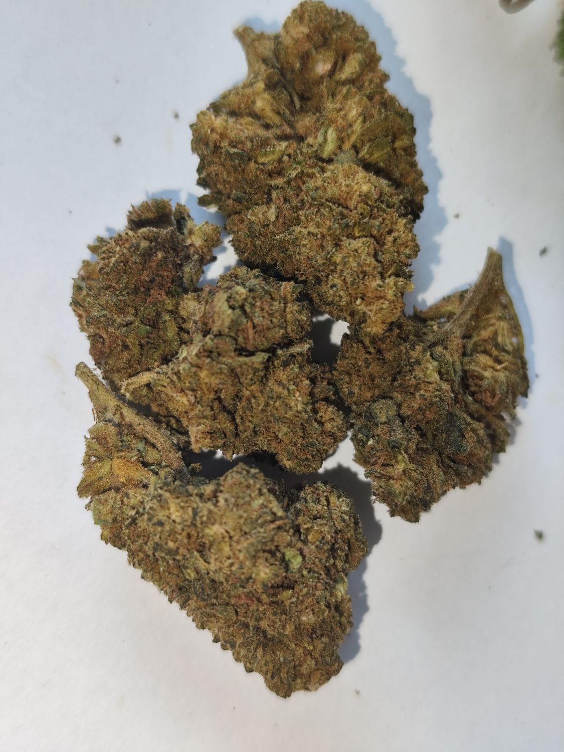 Cannatonik  G.H