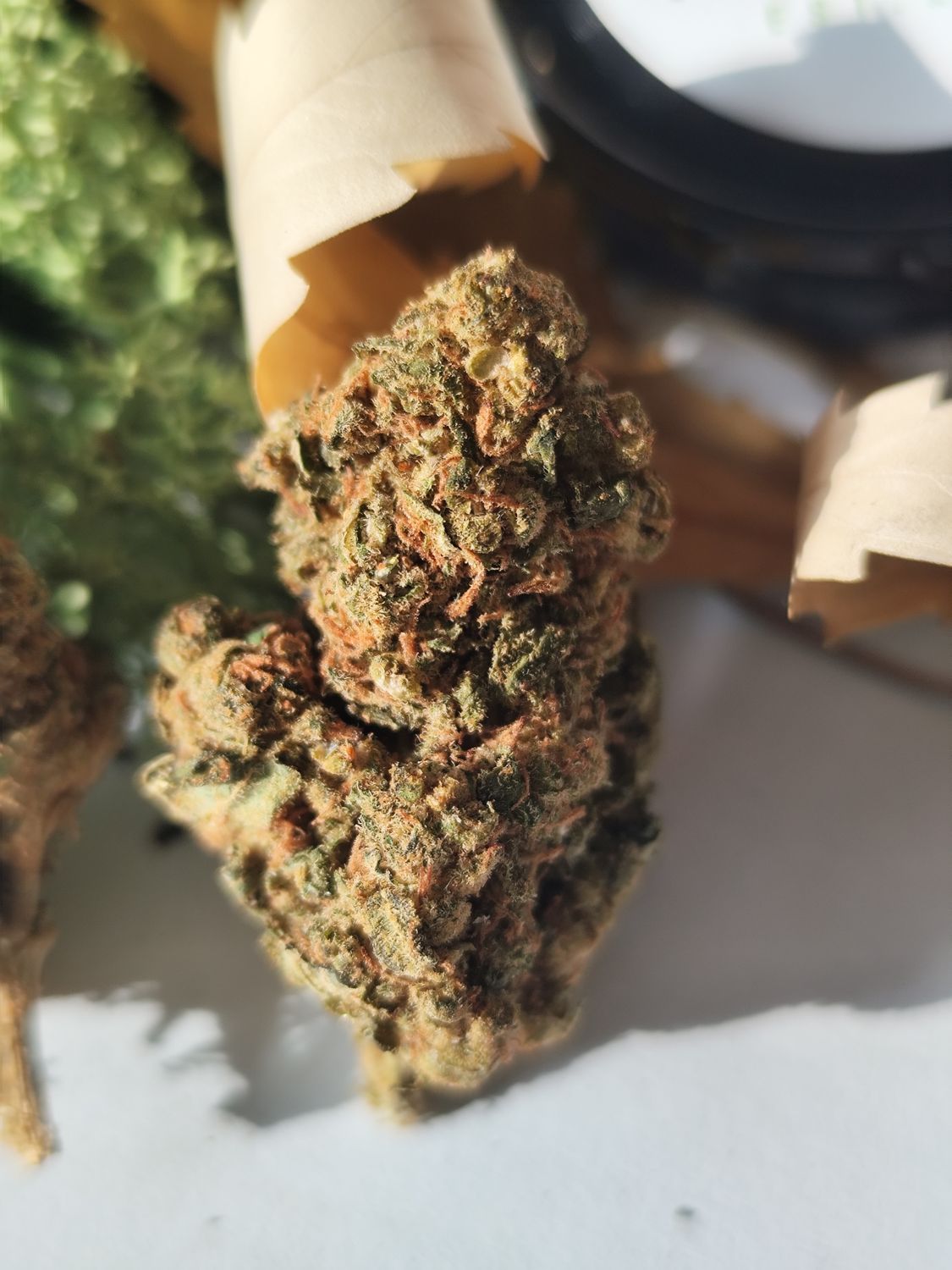 Arlequin CBD indoor🇪🇦