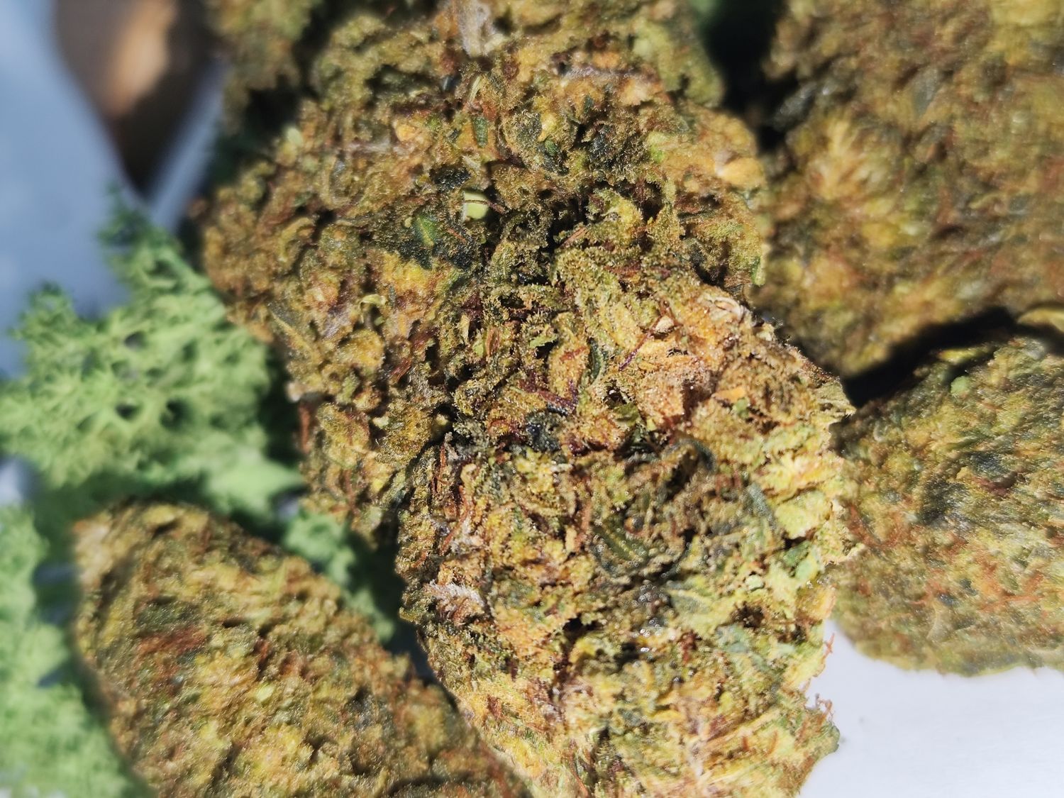 Jack Herer THC v2 BZ 20%