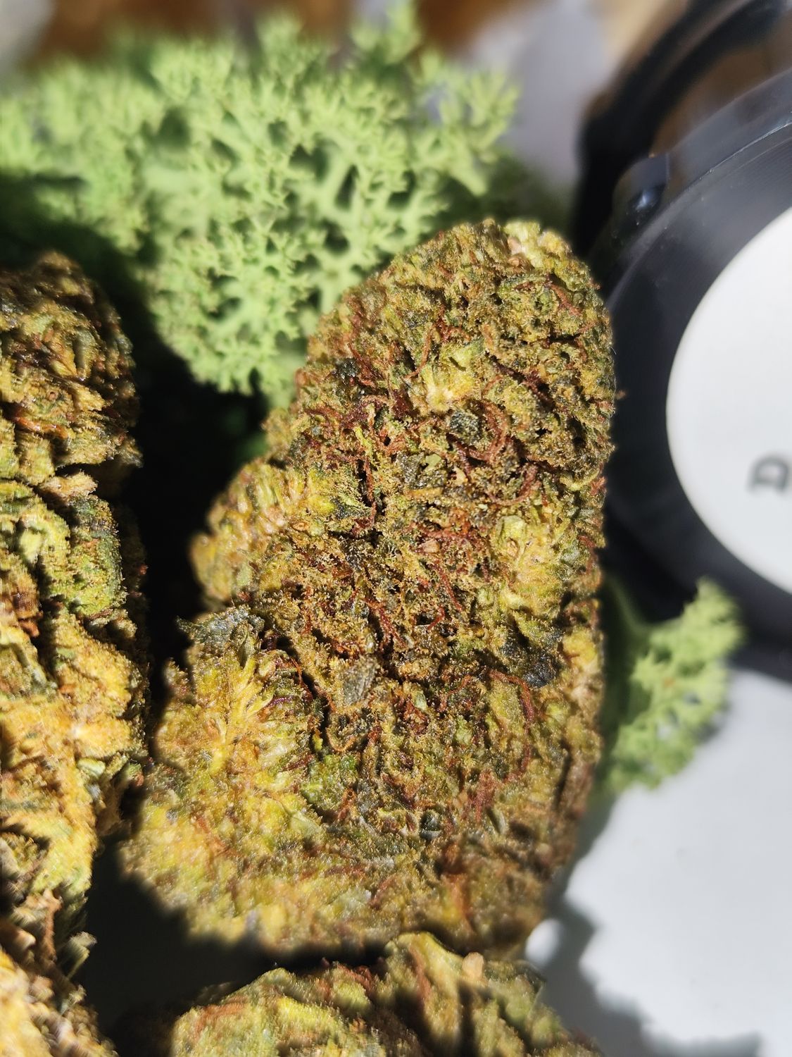 Jack Herer THC v2 BZ 20%
