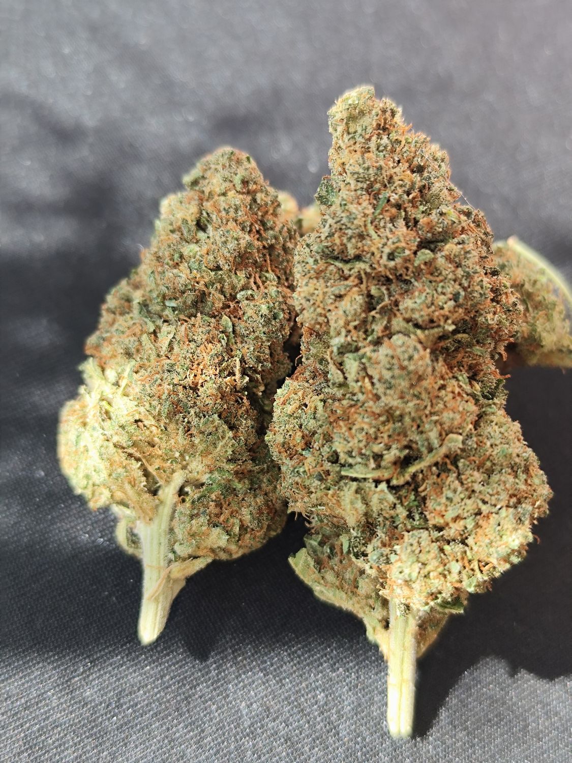 Master kush CBD hydro 🇪🇦