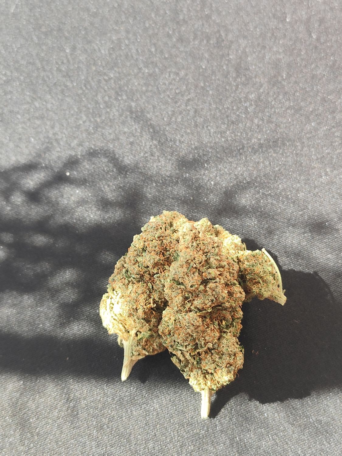 Master kush CBD hydro 🇪🇦
