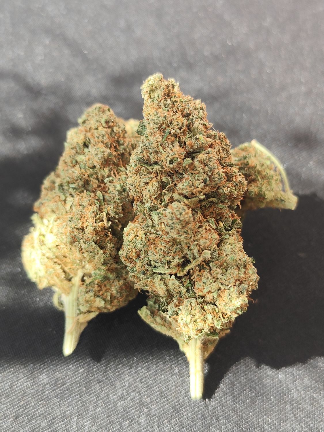 Master kush CBD hydro 🇪🇦