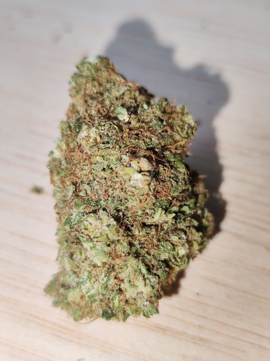 Gorilla 🦍 glue indoor 🇺🇸