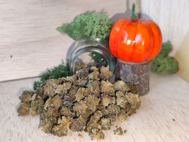 Arlequin popcorn 🍿 G.H