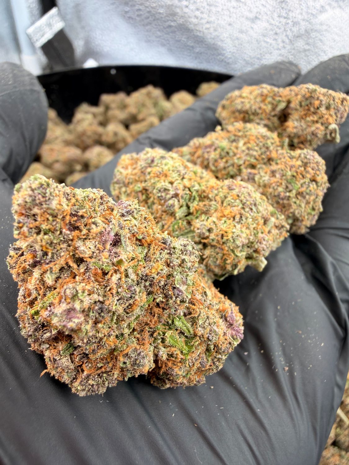 grappe fruits CBD🍇🫐