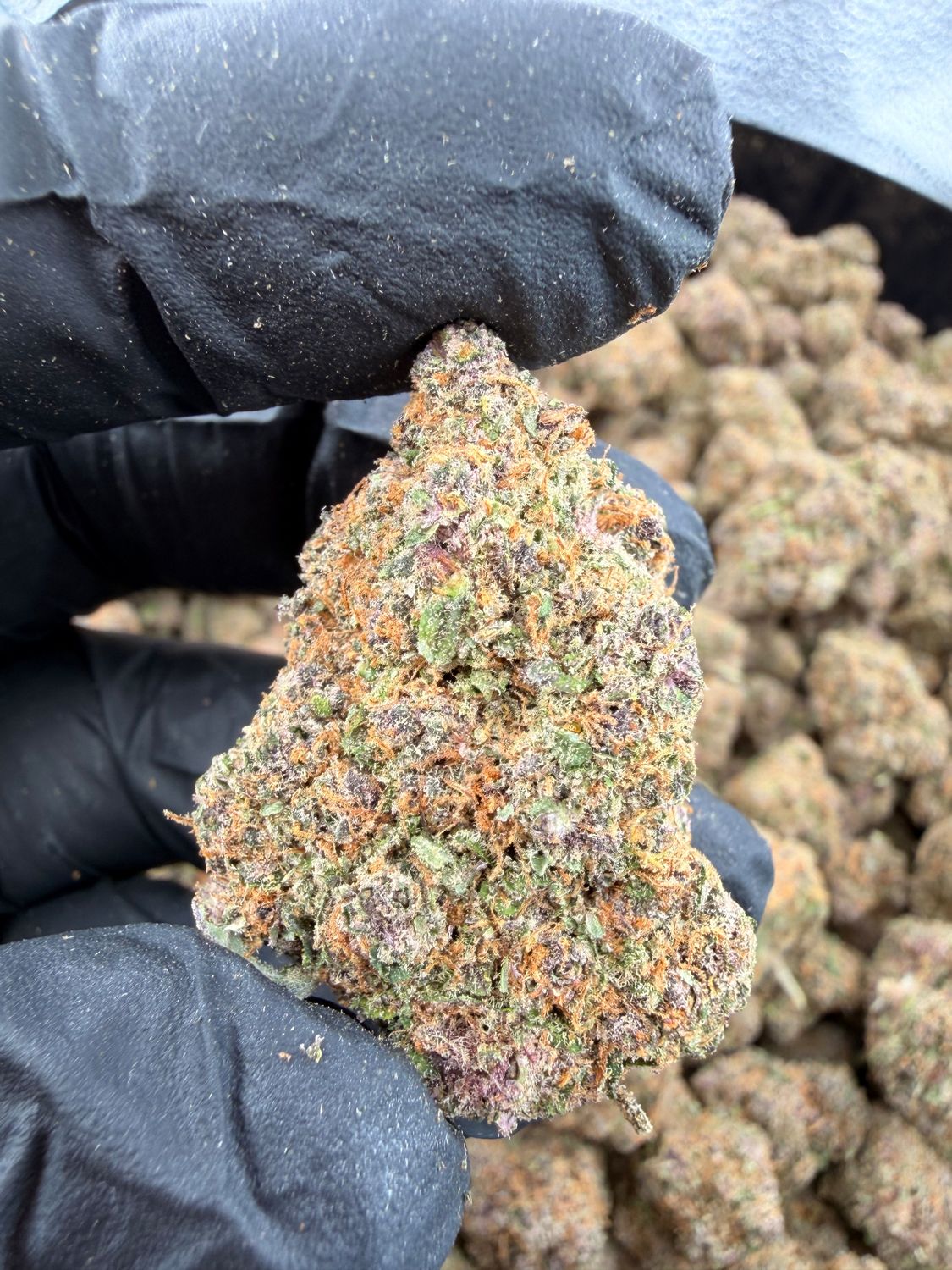 grappe fruits CBD🍇🫐