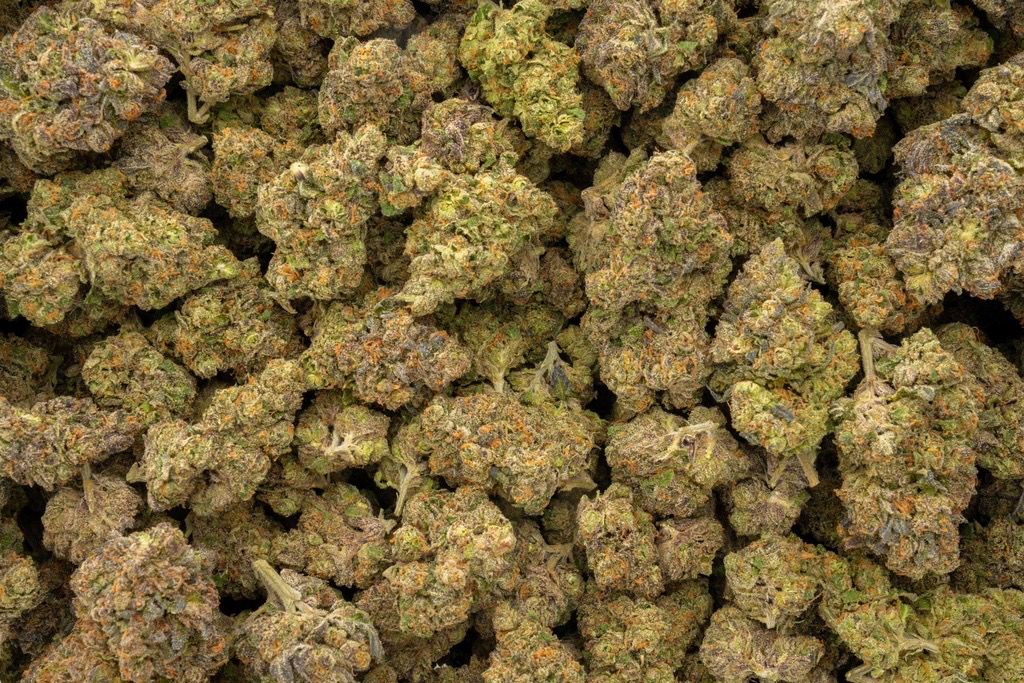 1 Pound Coco-Lato Indoor 🍫🎰 25.81%