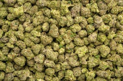 Sherbacio 25.86% 🍨