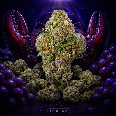 Grape Lobster 24% 🦞