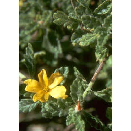 Damiana Herb, tincture (2oz/59ml) - Swedish Bitters Herb Company Private Stock