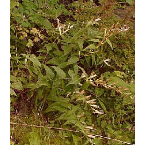 Gentian Root, tincture (4oz/118ml) - Swedish Bitters Herb Company Private Stock