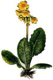 Cowslip Tea (4oz/113g) - Maria Treben&#039;s Authentic™