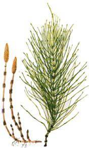 Horsetail Tea (4oz/113g) - Maria Treben&#039;s Authentic™