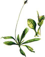 Plantain Extract / Tincture (2oz/59ml) - Maria Treben&#039;s Authentic™