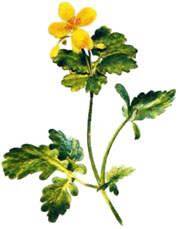 Greater Celandine Extract / Tincture (2oz/59ml) - Maria Treben's Authentic™