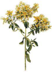 St. John&#039;s Wort Tea (1lb/454g) BULK - Maria Treben&#039;s Authentic™