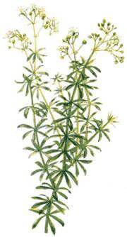 Bedstraw Tea (1lb/454g) BULK - Maria Treben&#039;s Authentic™
