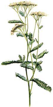 Yarrow Tea (4oz/113g) - Maria Treben&#039;s Authentic™
