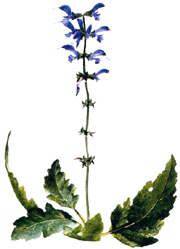 Sage Tea (1lb/454g) BULK - Maria Treben's Authentic™ Sage Tea (1lb/454g) BULK - Maria Treben's Authentic™