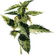 Stinging Nettle Tea (1lb/454g) BULK - Maria Treben&#039;s Authentic™