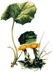 Coltsfoot Tea (1lb/454g) BULK - Maria Treben&#039;s Authentic™
